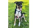 Adopt Nestle a Black - with Brown, Red, Golden, Orange or Chestnut Collie /