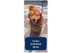 Adopt Tucker a Golden Retriever / Mixed dog in West Hollywood, CA (40230417)