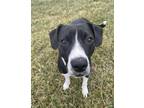 Adopt Lola a Black Labrador Retriever / American Pit Bull Terrier / Mixed (short