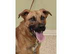 Adopt Zando a Brown/Chocolate German Shepherd Dog / Labrador Retriever / Mixed