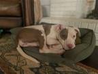 Adopt Rosie a Staffordshire Bull Terrier / Mixed dog in Ball Ground