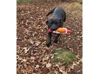 Adopt Roscoe a Black - with White American Pit Bull Terrier / Mixed dog in