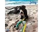 Adopt Jelly a Gray/Blue/Silver/Salt & Pepper Great Dane / Mixed dog in GLENDALE