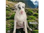 Adopt Malibu a White Great Dane / Mixed dog in GLENDALE, AZ (40390165)