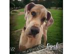 Adopt Opal a Tan/Yellow/Fawn Great Dane / Mixed dog in GLENDALE, AZ (40390078)