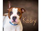 Adopt Koby a Brown/Chocolate - with White Pit Bull Terrier / Mixed dog in