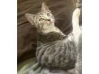 Adopt Betsy Ross a Brown Tabby Domestic Shorthair (short coat) cat in