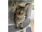 Adopt Moonpie a Brown Tabby Domestic Shorthair / Mixed Breed (Medium) / Mixed