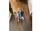 Adopt Bruno a Black - with Tan, Yellow or Fawn Boxer / Boxer / Mixed dog in West