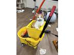 Adopt Fredo Kahlo a Orange or Red Tabby American Shorthair (short coat) cat in