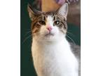 Adopt Elk a Gray or Blue Domestic Shorthair / Mixed Breed (Medium) / Mixed