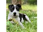 Adopt Lola a Black American Staffordshire Terrier / Mixed Breed (Medium) / Mixed