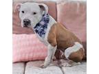 Adopt Teller a White - with Brown or Chocolate American Pit Bull Terrier / Mixed