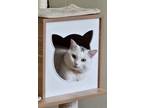 Adopt Jill Cannonball a White (Mostly) Turkish Van (short coat) cat in Somerset