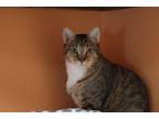 Adopt Mittens a Domestic Shorthair / Mixed (short coat) cat in Fulton