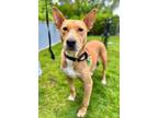Adopt Palomina a Bull Terrier dog in San Diego, CA (40386267)