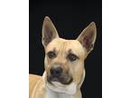 Adopt Tonto a Tan/Yellow/Fawn Labrador Retriever / Basenji dog in Palatine