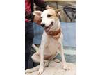 Adopt Nina a White - with Brown or Chocolate Labrador Retriever / Hound (Unknown