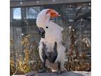 Adopt Jessie a Cockatoo bird in Elizabeth, CO (38792799)