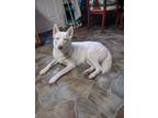 Adopt Koala Bear a White Husky / Mixed dog in Keysville, GA (40385819)
