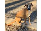Adopt Scully a Golden Retriever / Mixed Breed (Medium) / Mixed dog in Norwich