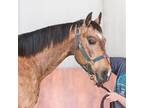 Adopt Nacho Cheese a Quarterhorse / Mixed horse in Des Moines, IA (40379392)
