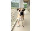Adopt Archie a Tan/Yellow/Fawn Labrador Retriever / Mastiff / Mixed dog in
