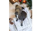 Adopt Finnick a Gray/Blue/Silver/Salt & Pepper Boxer / Staffordshire Bull