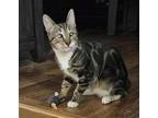 Adopt Herbie a Gray, Blue or Silver Tabby Domestic Shorthair / Mixed (short