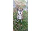 Adopt Princess a Brindle - with White Mountain Cur / Mixed dog in Cincinnati