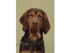 Adopt Bagheera a Brown/Chocolate Bloodhound / Mixed Breed (Medium) / Mixed