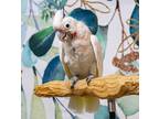 Adopt Little Girl a Cockatoo bird in Elizabeth, CO (38708511)