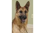 Adopt Mavrick a Black German Shepherd Dog / Mixed Breed (Medium) / Mixed (medium