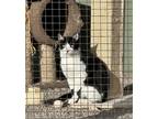 Adopt Patch a All Black Domestic Mediumhair / Mixed cat in Stagecoach