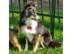 Adopt Freya a Tricolor (Tan/Brown & Black & White) Sheltie