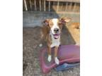 Adopt Huck a Red/Golden/Orange/Chestnut - with White American Pit Bull Terrier /