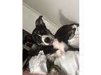 Adopt Shiloh a White - with Black Australian Cattle Dog / Husky / Mixed dog in