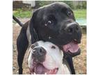 Adopt Harry a Black Mastiff / Mixed dog in Indianapolis, IN (40376570)