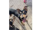 Adopt Twyla a Black - with Tan, Yellow or Fawn German Shepherd Dog / Mixed dog