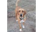Adopt Jade a Red/Golden/Orange/Chestnut - with White Redbone Coonhound /