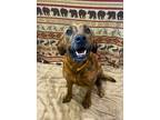 Adopt Paige a Brindle Mountain Cur / Mixed dog in Corning, AR (39928054)