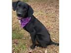 Adopt Brittany a Black - with White Labrador Retriever / Mixed dog in Corning