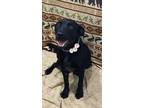 Adopt Brynn a Black Labrador Retriever / Cattle Dog / Mixed dog in Corning