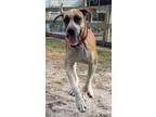 Adopt Leia a Tan/Yellow/Fawn Great Dane / Mixed dog in Jupiter, FL (40357922)