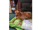 Adopt TOBY a Red/Golden/Orange/Chestnut Black Mouth Cur / Mixed dog in KEMPNER