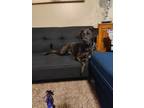 Adopt DIXIE a Brown/Chocolate - with Black Labrador Retriever / Blue Lacy/Texas