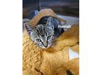 Adopt Hannah a Domestic Shorthair / Mixed (short coat) cat in Lagrange