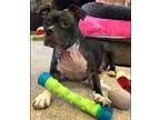 Adopt Tinkerbelle a Gray/Silver/Salt & Pepper - with White Boxer / Pit Bull