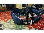 Adopt Valkyrie a Black - with White American Staffordshire Terrier / Great Dane