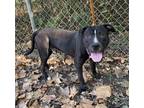Adopt Stoli a Black Staffordshire Bull Terrier / Mixed dog in Heber Springs